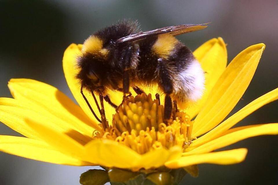 Hummel Hummel