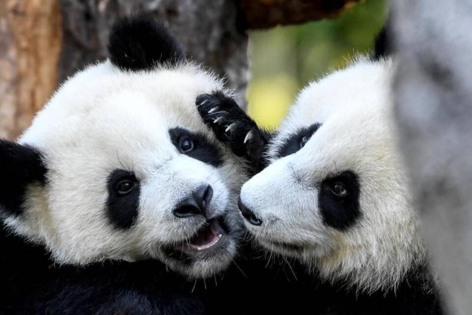 Panda-Zwillinge Panda-Zwillinge
