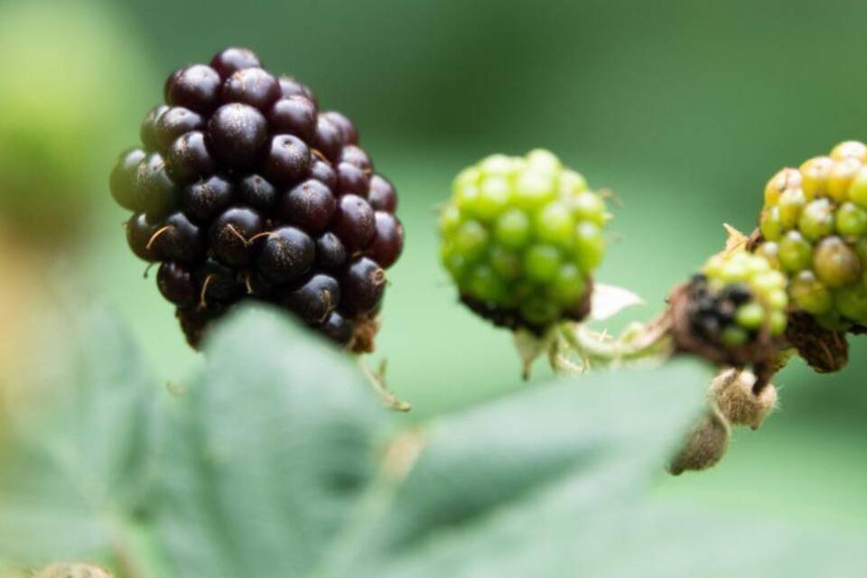 Brombeeren am Strauch