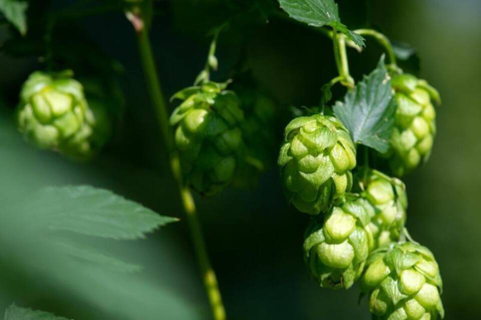 Hopfenbauern kämpfen mit Preisverfall und Corona-Auflagen Hopfenbauern kämpfen mit Preisverfall und Corona-Auflagen