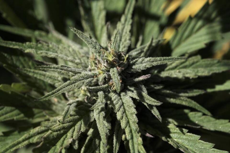 Marihuana Marihuana