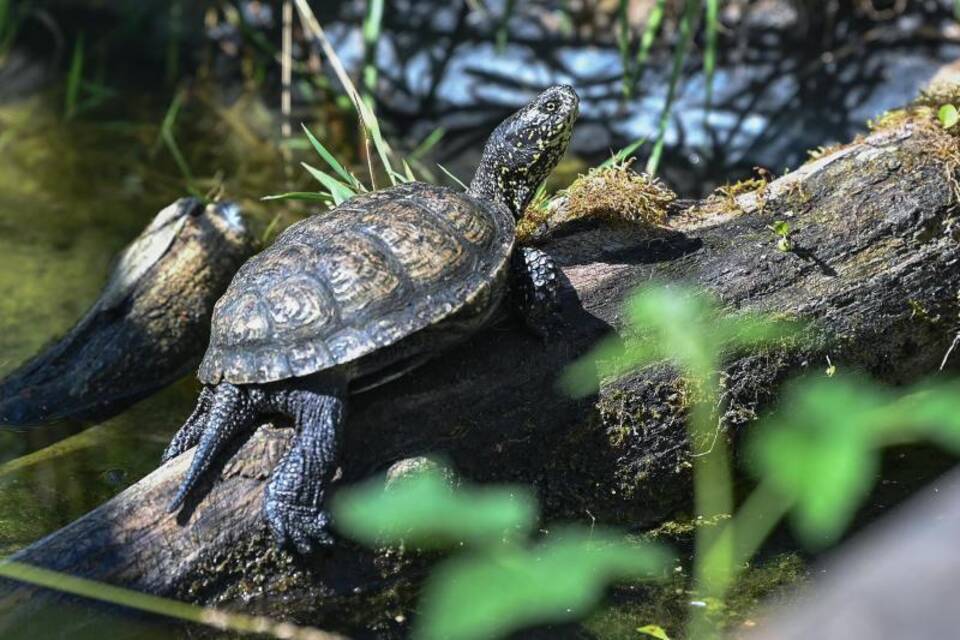 Schildkröte