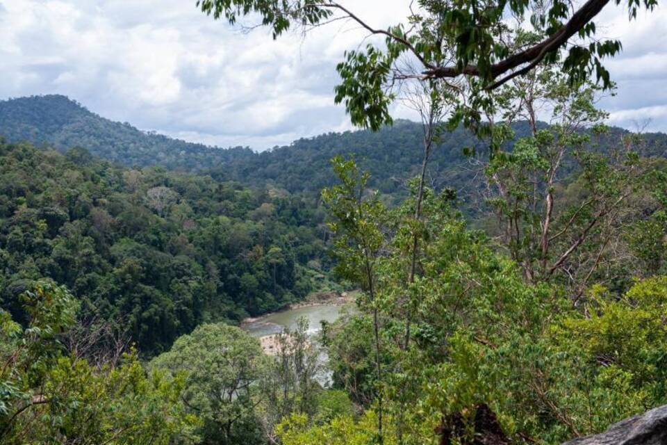 Schutz für tropischen Regenwald