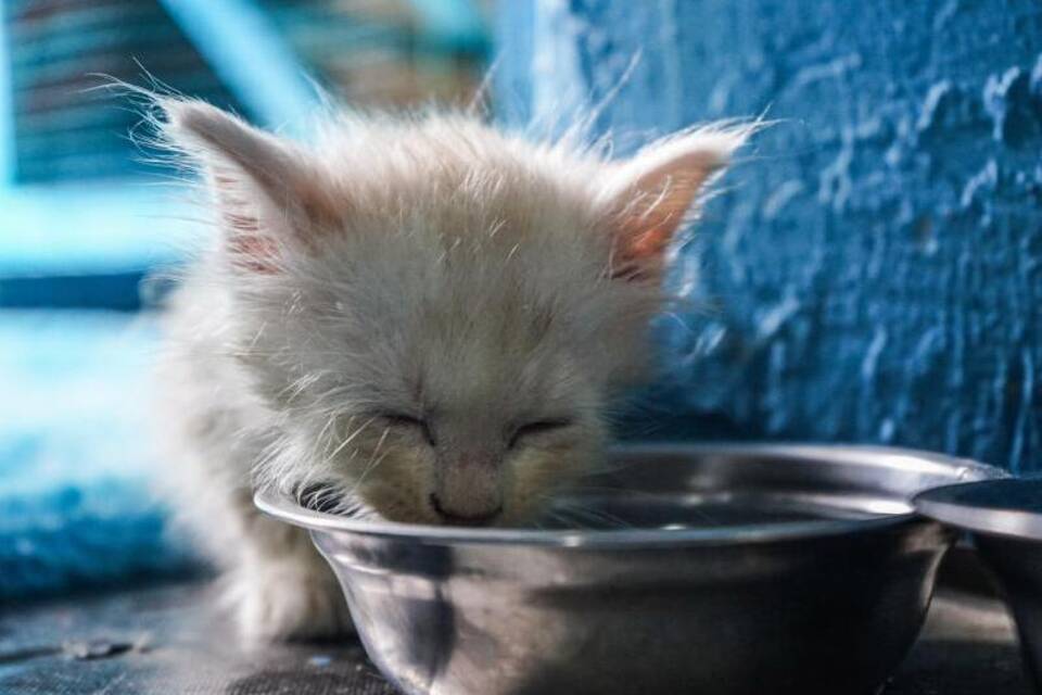 Eine trinkende Katze Eine trinkende Katze