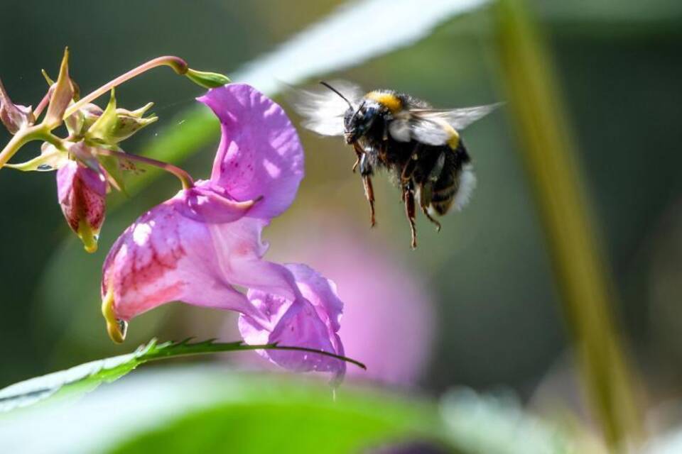 Hummel Hummel