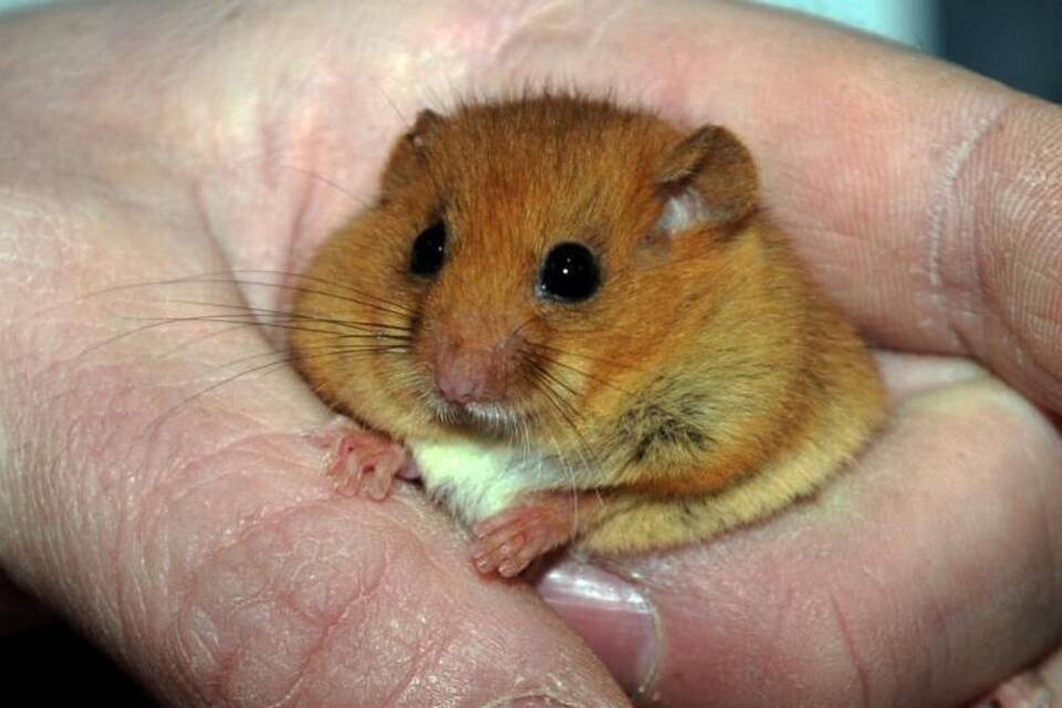 Haselmaus Haselmaus