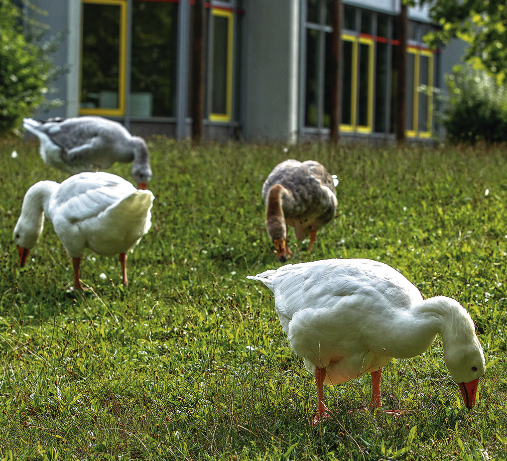 Gans weg? Nicht ganz!: Bammentaler Gänse machen Ferien auf dem Schulgelände - Nachrichten Region ...