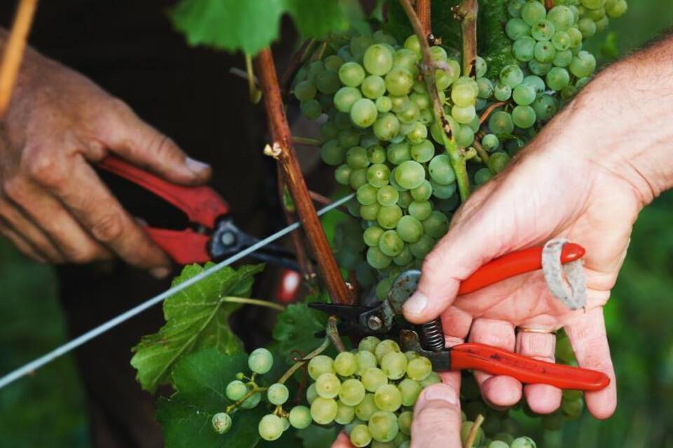 Weinlese Weinlese