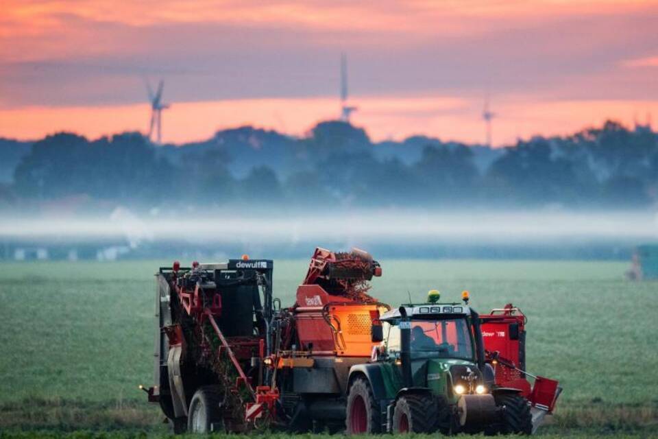 Ernte von Bio-Möhren am frühen Morgen Ernte von Bio-Möhren am frühen Morgen