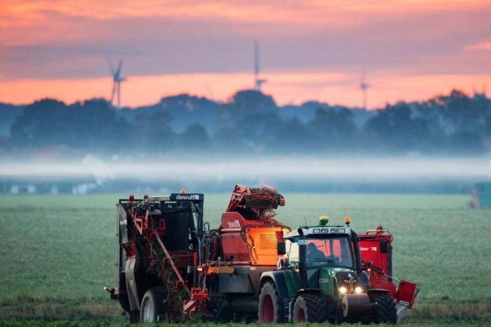 Ernte von Bio-Möhren am frühen Morgen