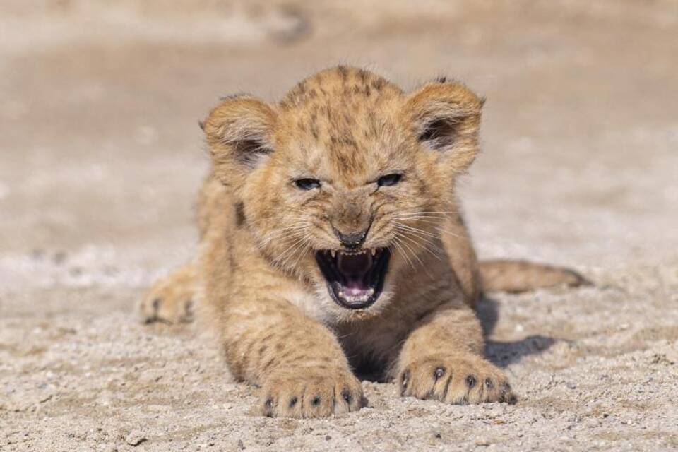 Löwenbaby
