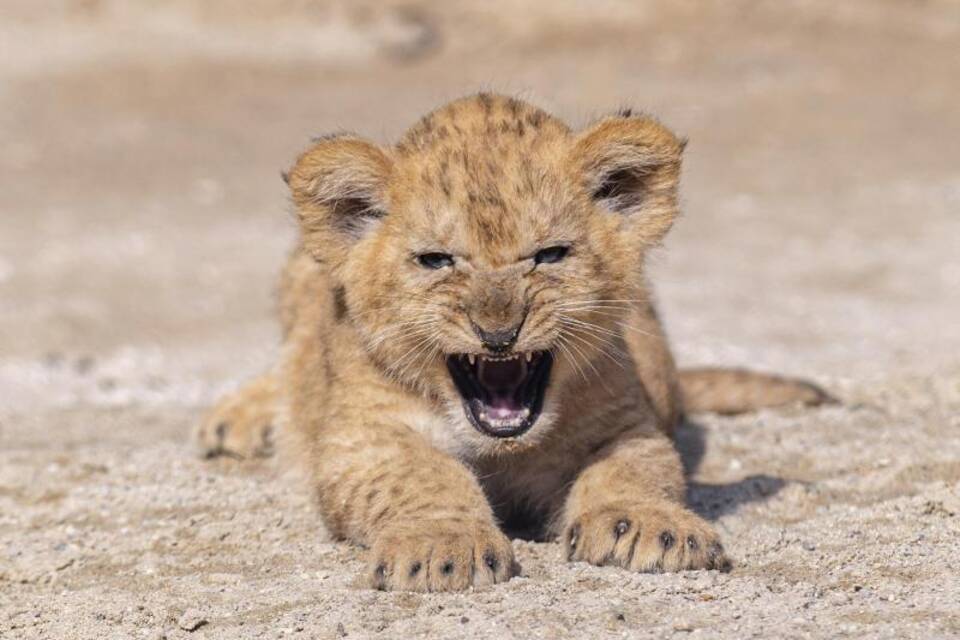 Löwenbaby Löwenbaby