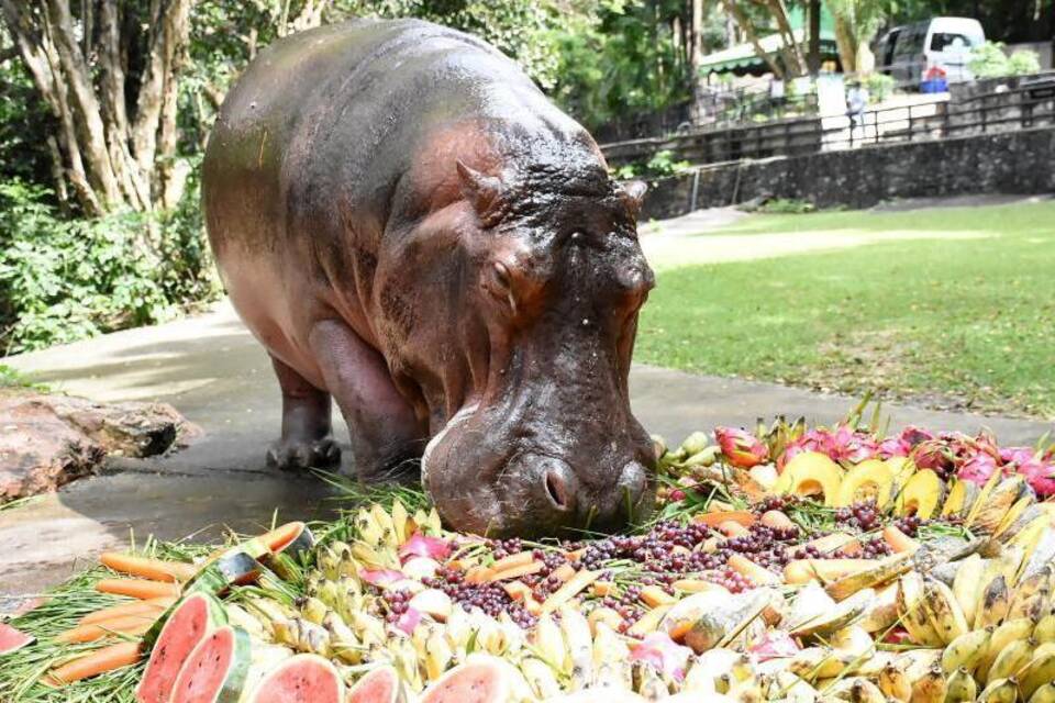 Thailands älteste Hippo-Dame Mae Mali feiert Geburtstag mit Torte