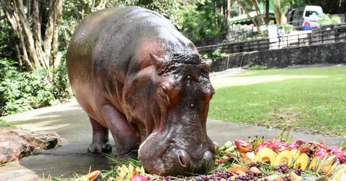 Nilpferd Oma Feiert Geburtstag Klaro Rnz