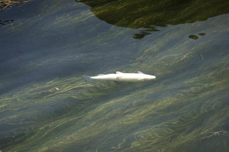 Toter Fisch Toter Fisch