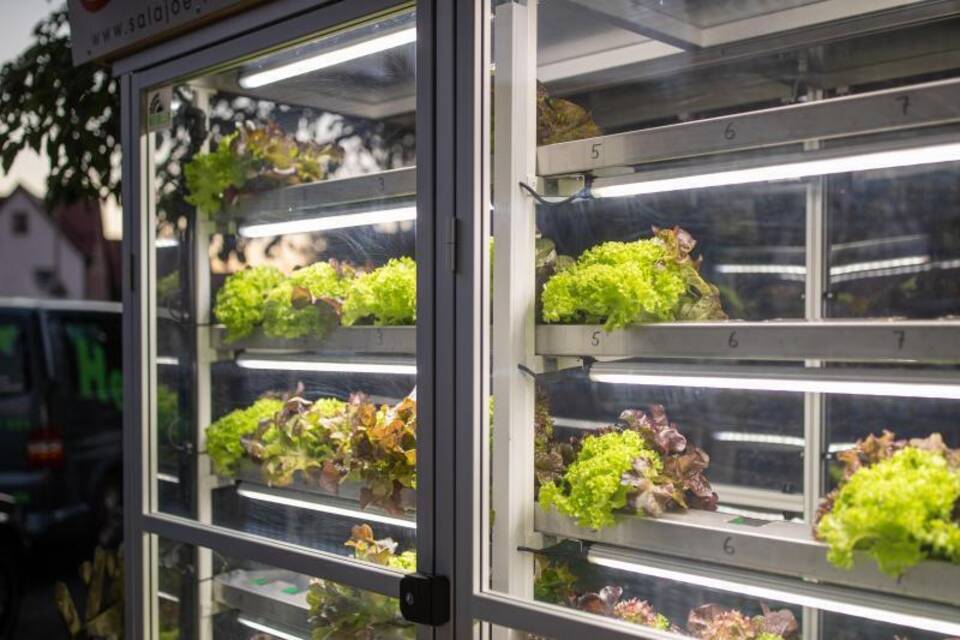 Salat aus dem Automaten Salat aus dem Automaten