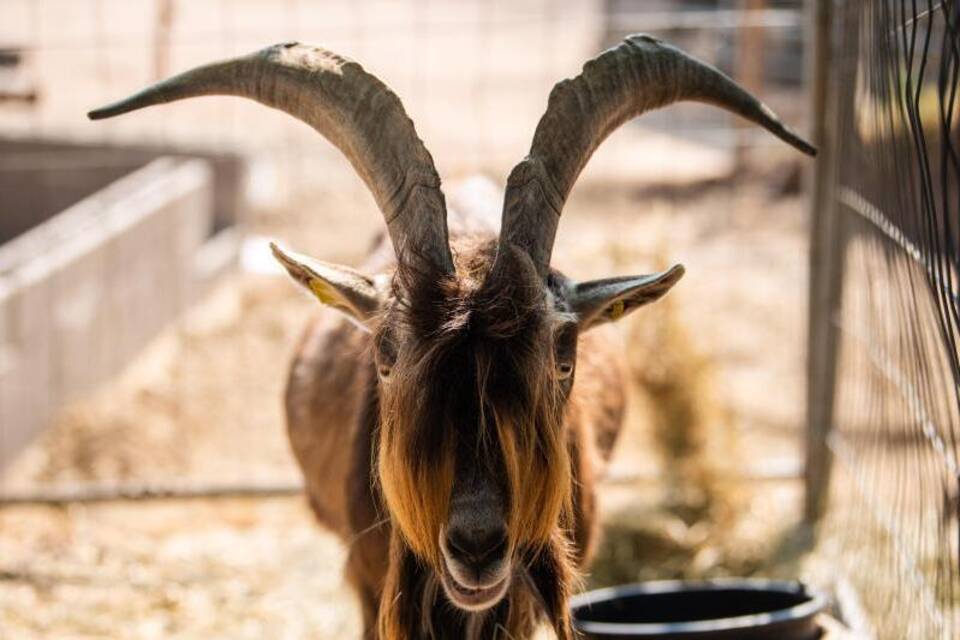 Ziegenbock "Zoltan"