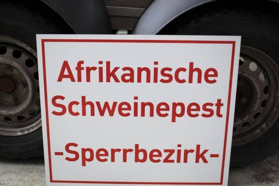 Afrikanische Schweinepest