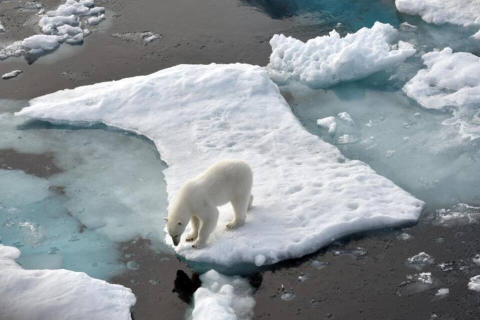 Ein Eisbär auf einer Scholle