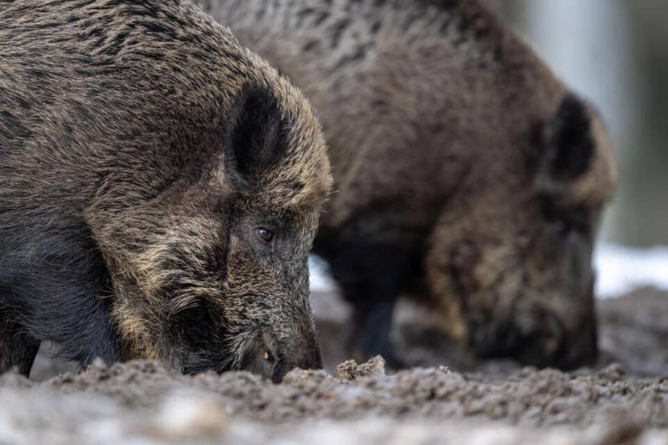 Wildschweine in Bayern