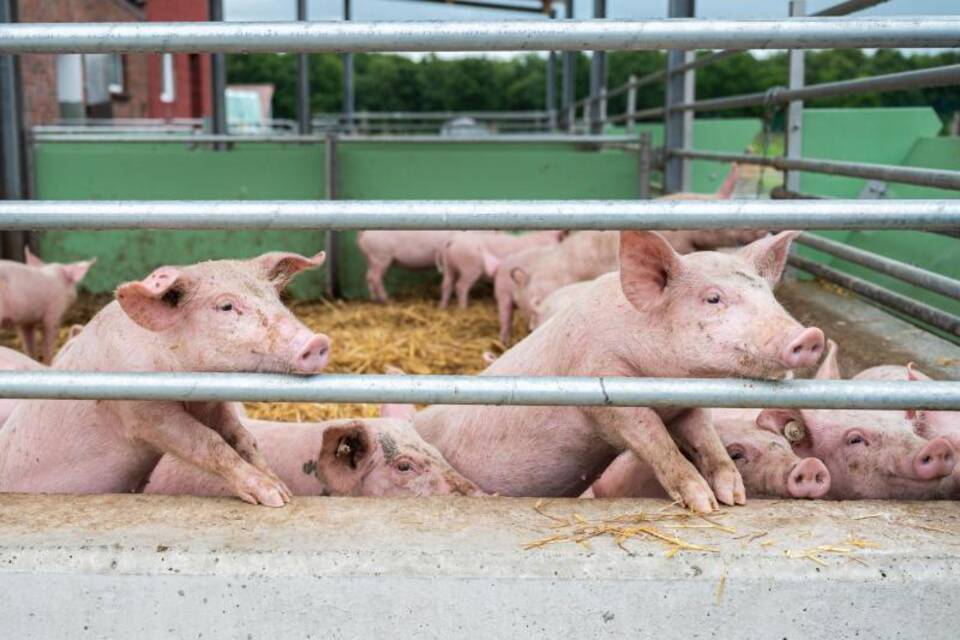 Schweinehalter in Sorge Schweinehalter in Sorge
