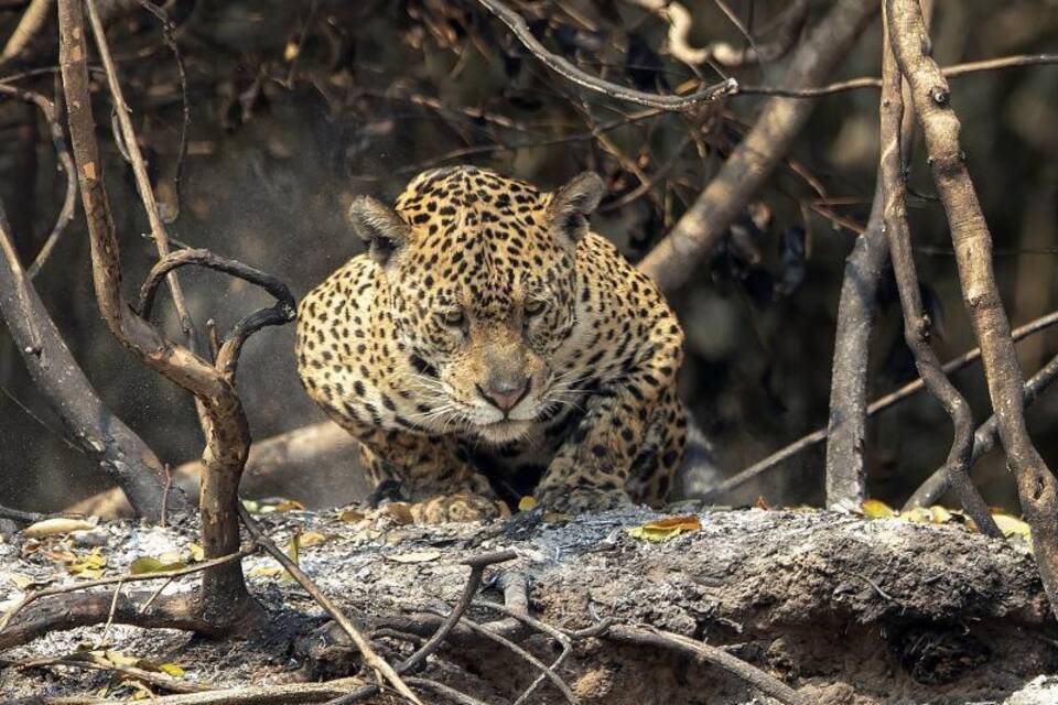 Ein Jaguar im Regenwald