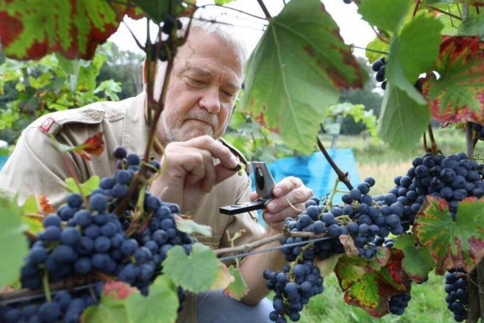 Winzer rechnen mit großer Weinmenge