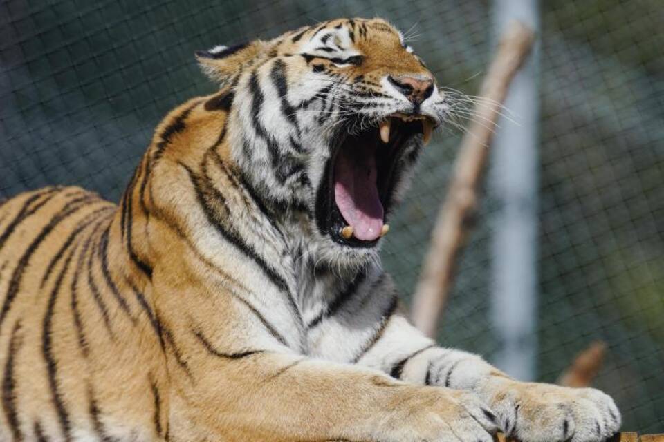 Tiger Sahib Tiger Sahib