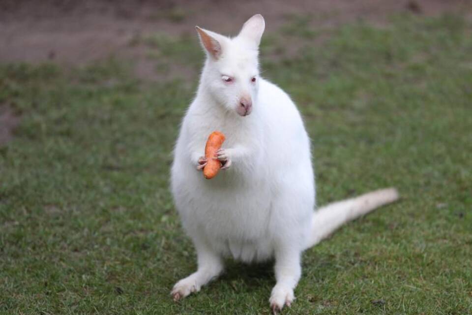Albino-Känguru