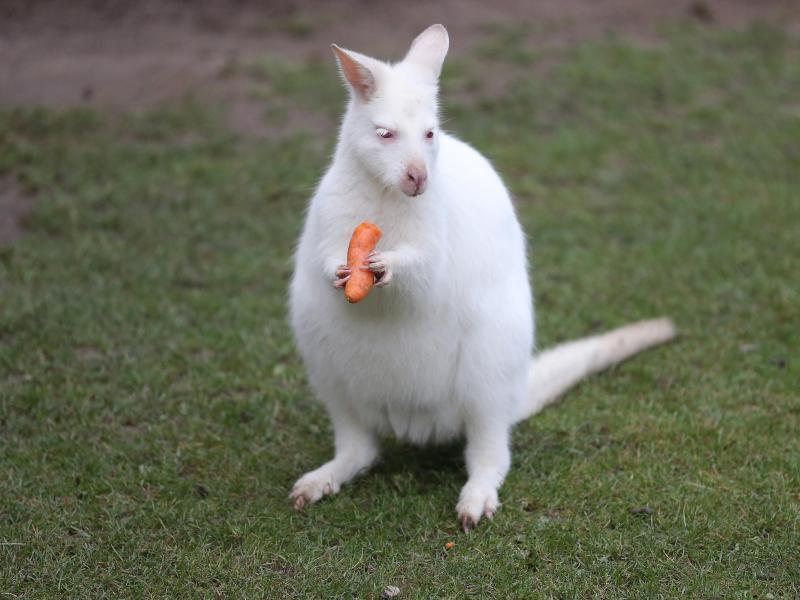Sonnencreme Fur Weisse Kangurus Klaro Neues Rnz