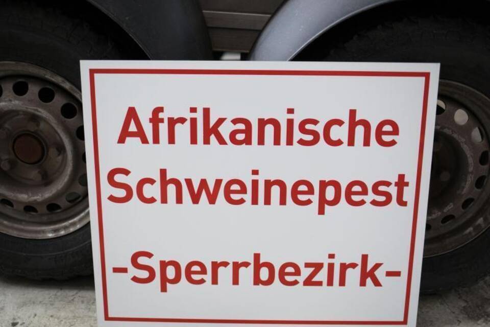 Afrikanische Schweinepest in Deutschland