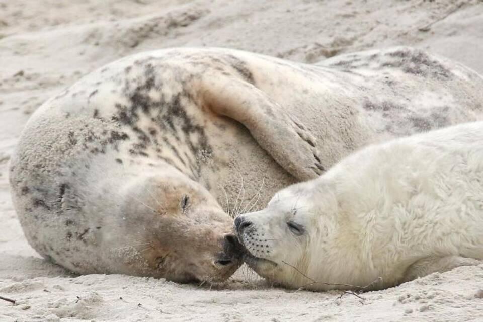 Schlafene Robben