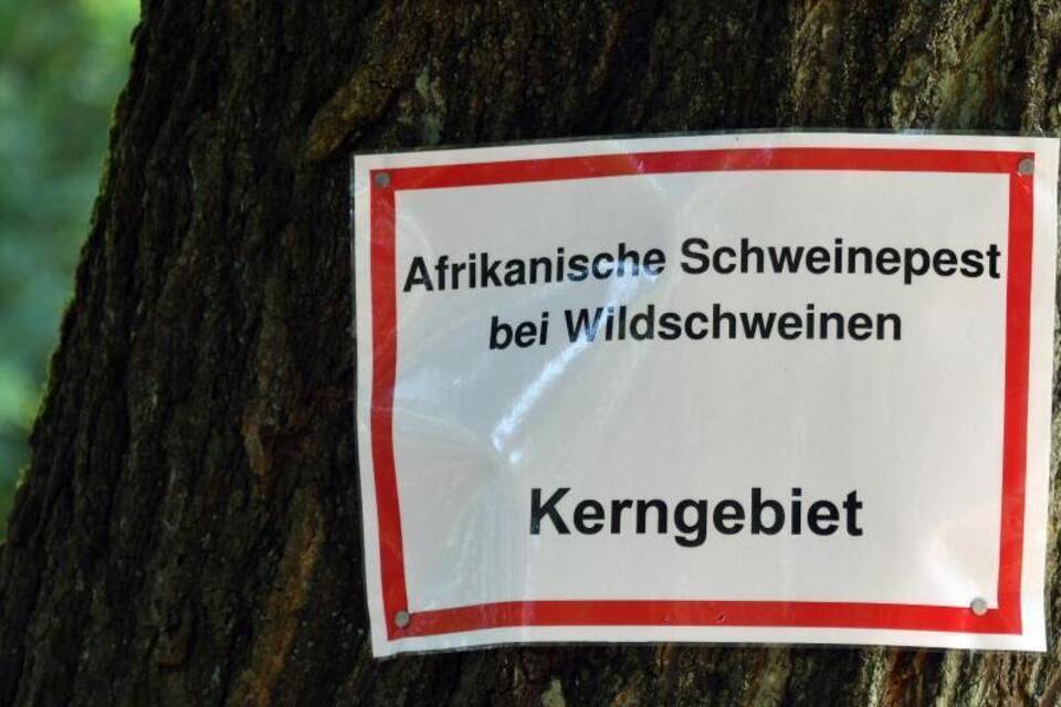 Schweinpest Schweinpest