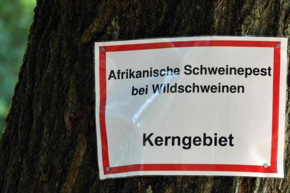 Schweinpest Schweinpest