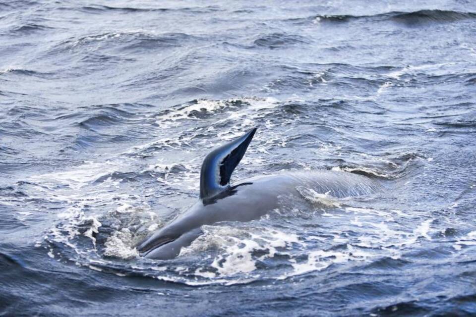Wale an Westküste Tasmaniens Wale an Westküste Tasmaniens