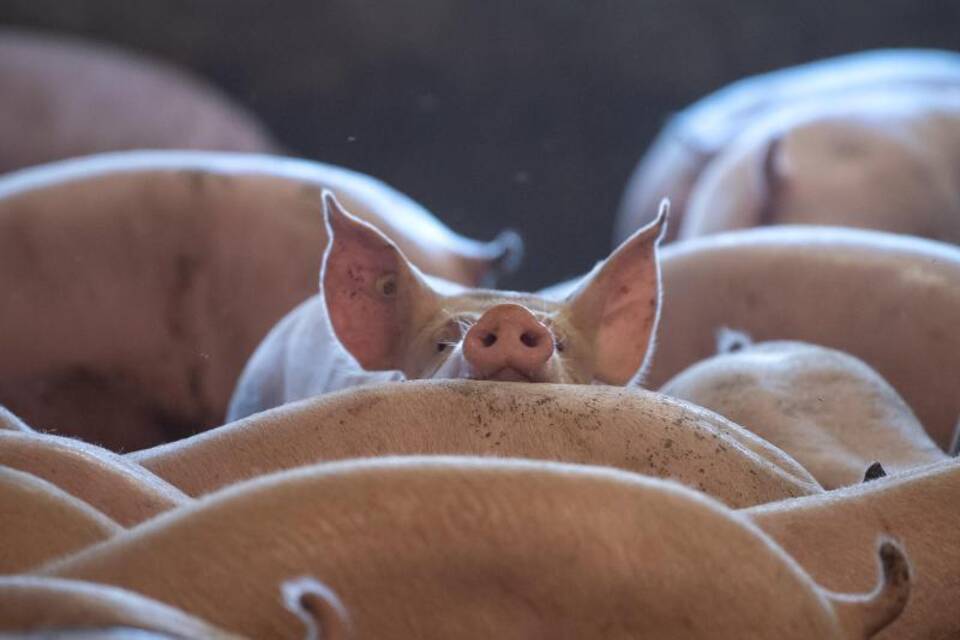 Schweine im Stall