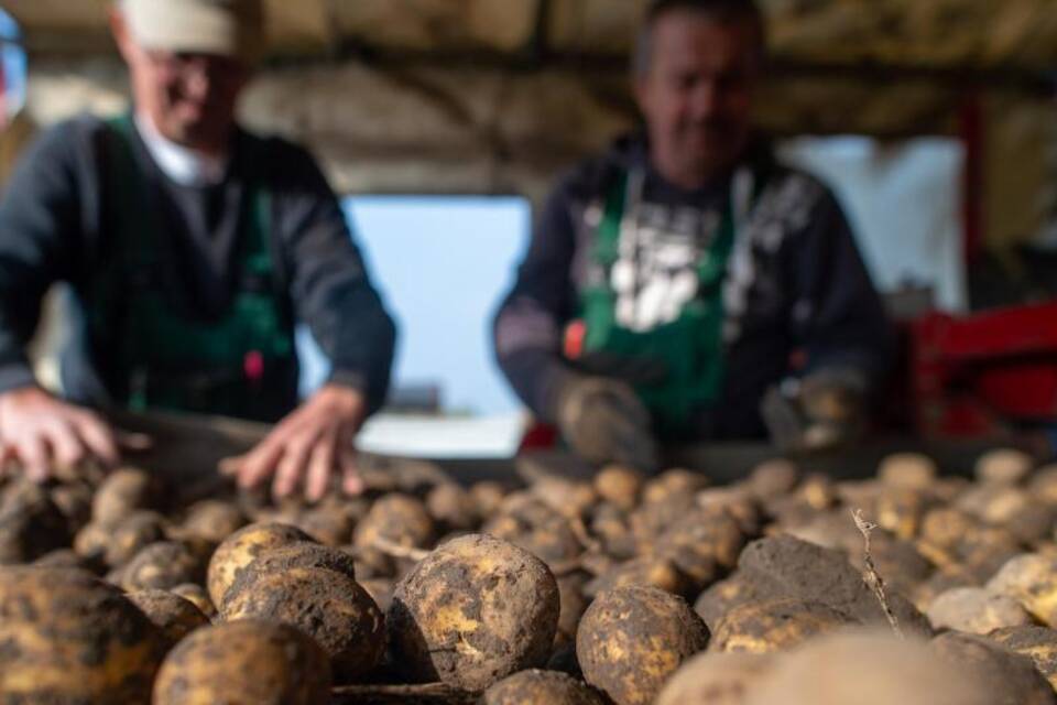 Kartoffelernte Kartoffelernte