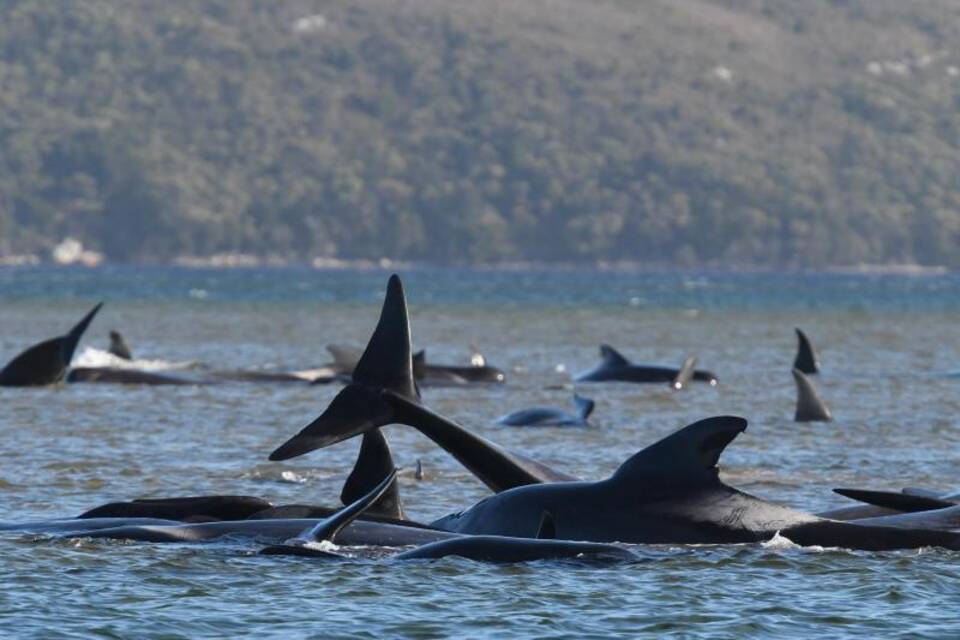 Wale an Westküste Tasmaniens gestrandet