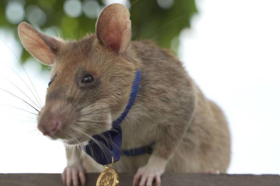 Ratte rettet Leben