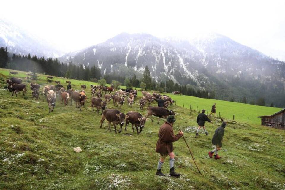 Viehscheid im Allgäu