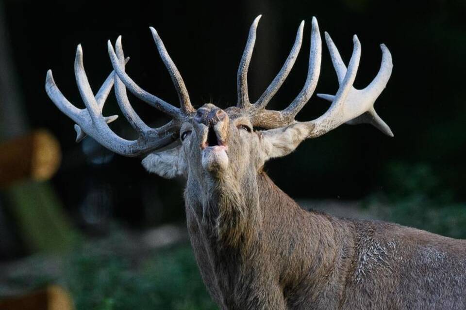 Hirsch Hirsch
