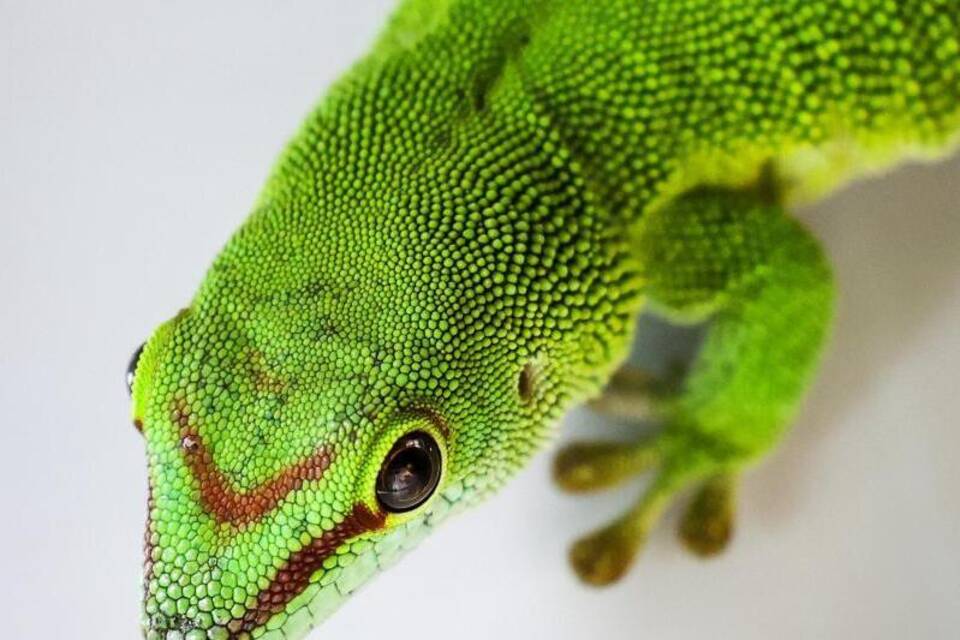 Gecko im Tierheim