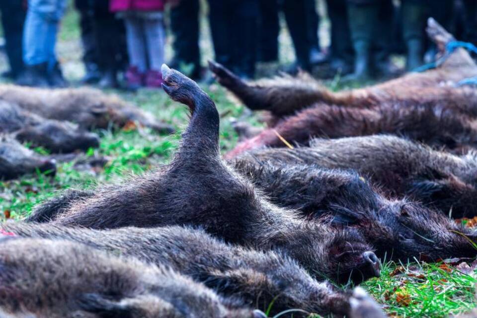 Wildschweinjagd Wildschweinjagd