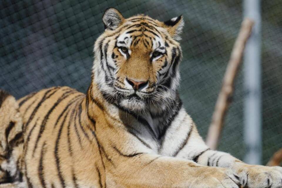 Sibirischer Tiger Sibirischer Tiger