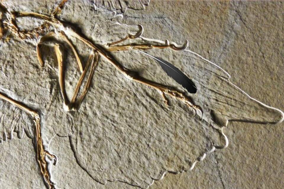 Flugsaurier Archaeopteryx