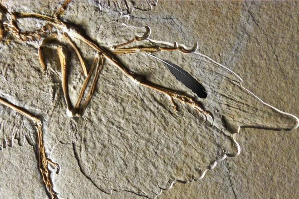 Flugsaurier Archaeopteryx Flugsaurier Archaeopteryx