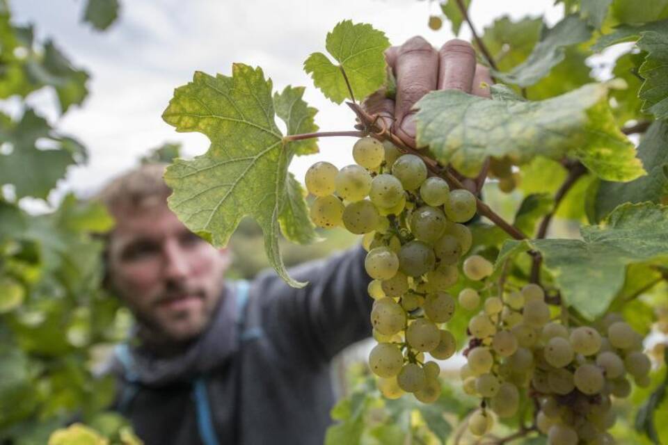 Weinlese unter Extrembedingungen