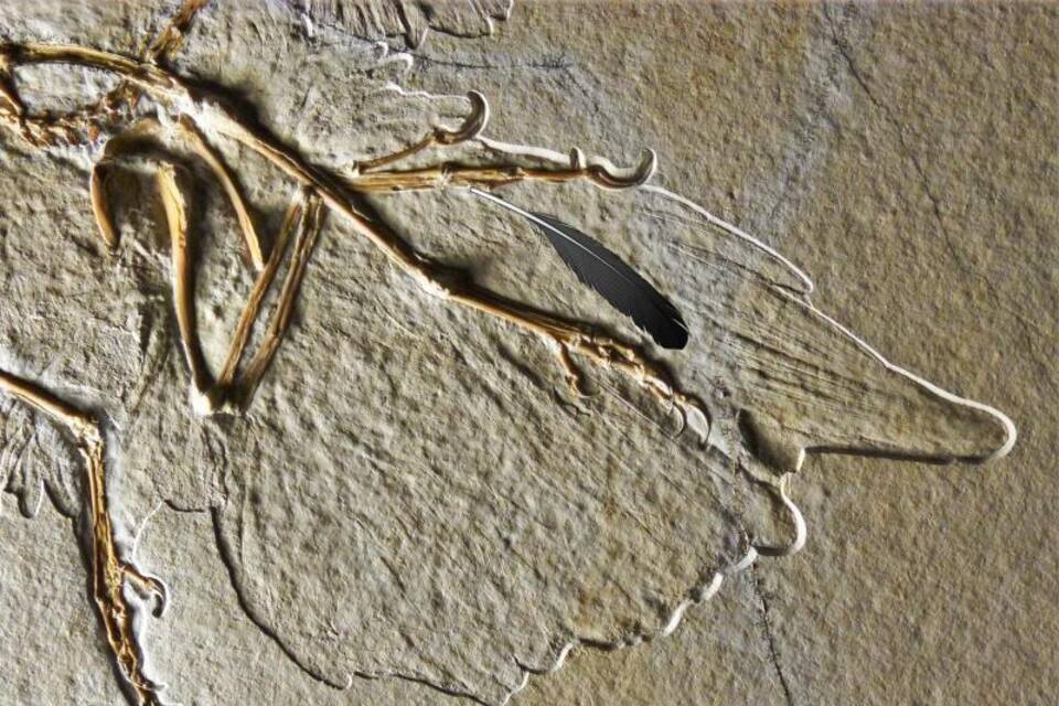 Archaeopteryx Archaeopteryx
