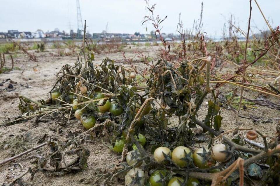Auf einer Sandbank am Rhein wachsen Tomaten