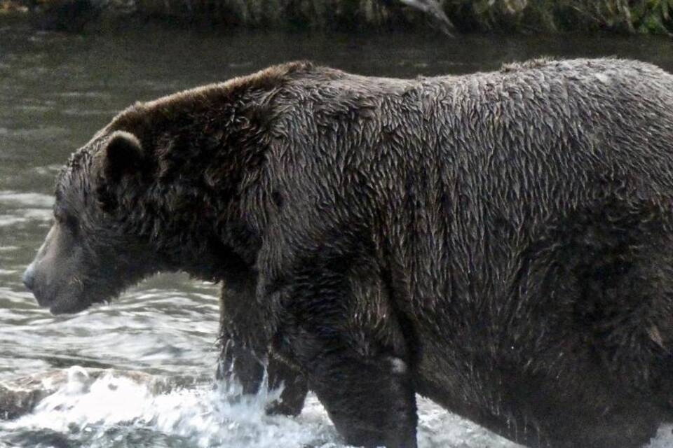 Der Braunbär Chunk